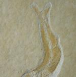 Leptolepides sprattiformis (BLAINVILLE 1818) - Bild &copy; FossNet FossilienStore